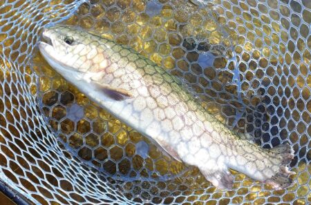 １０匹／ｈ超　～フィッシングパーク高島の泉～